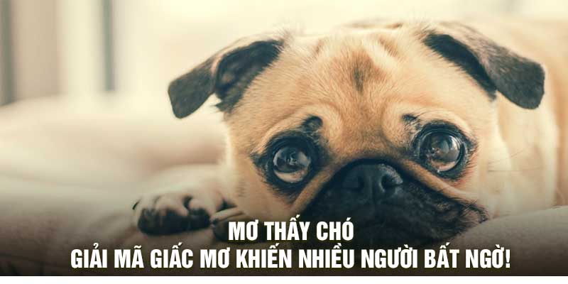 Mơ Thấy Chó – Giải Mã Giấc Mơ Khiến Nhiều Người Bất Ngờ!